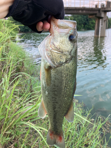 ラージマウスバスの釣果