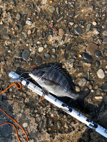 クロダイの釣果