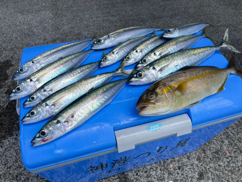 ムロアジの釣果