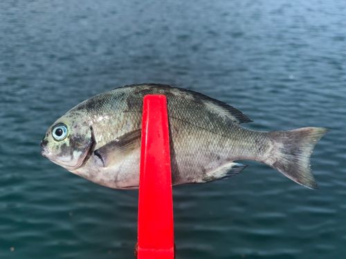 メジナの釣果