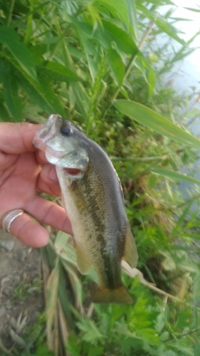 ラージマウスバスの釣果