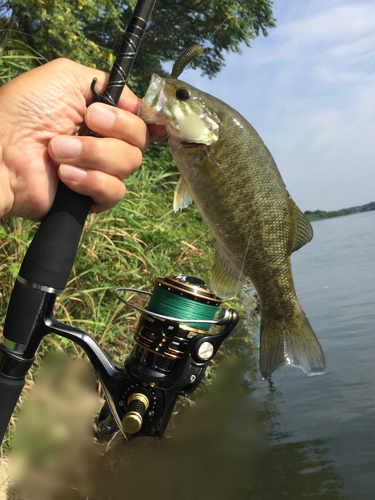 スモールマウスバスの釣果