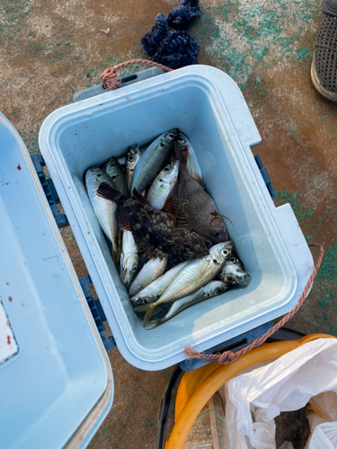 アジの釣果