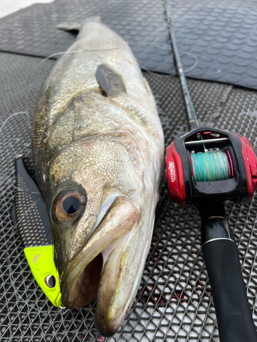 シーバスの釣果