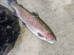 ニジマスの釣果