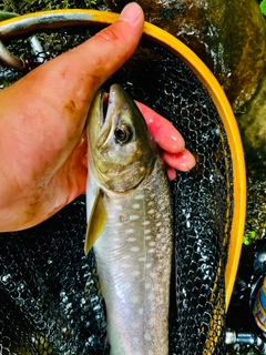 イワナの釣果