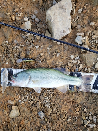 ブラックバスの釣果