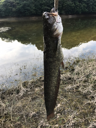 ナマズの釣果