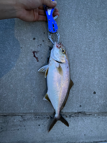 ショゴの釣果