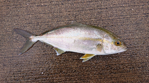 ショゴの釣果