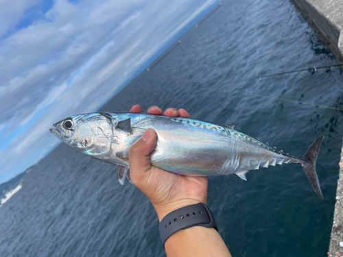 ソウダガツオの釣果