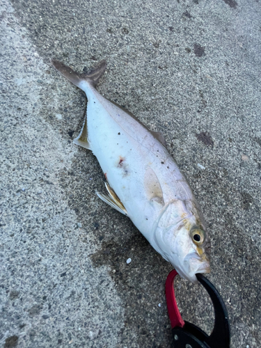 ショッコの釣果