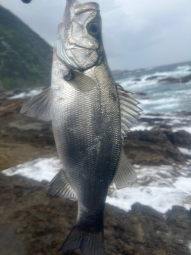 セイゴ（ヒラスズキ）の釣果