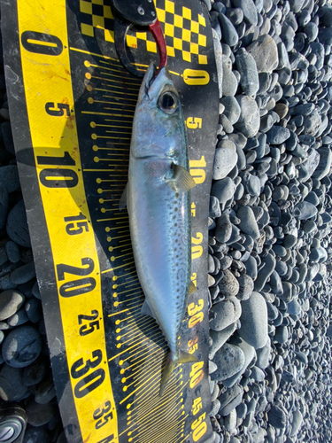 ゴマサバの釣果