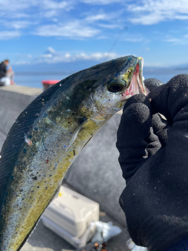 シイラの釣果