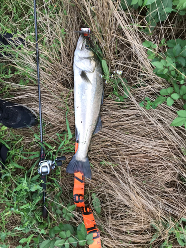 スズキの釣果