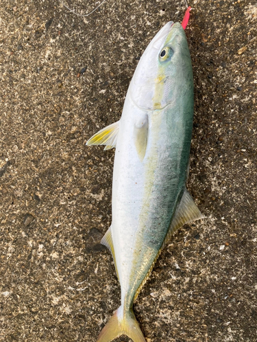 イナダの釣果