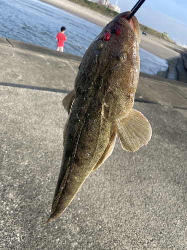 マゴチの釣果