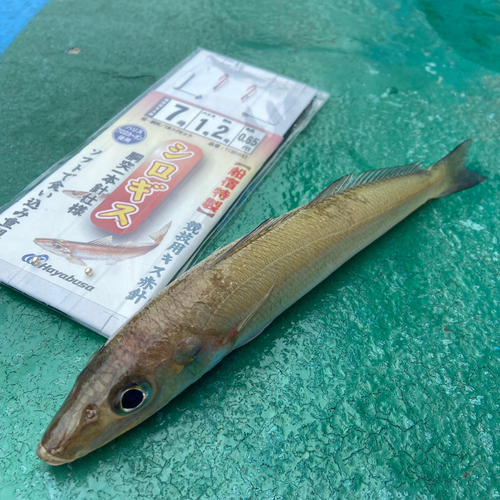 シロギスの釣果