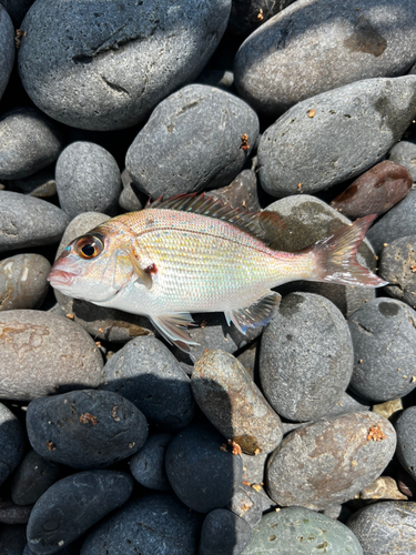 チャリコの釣果