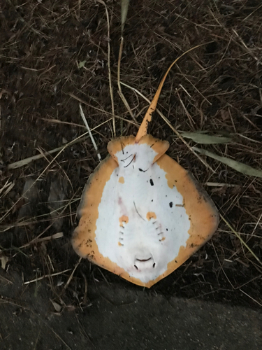 アカエイの釣果