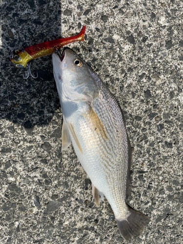 イシモチの釣果