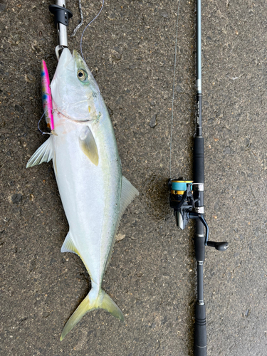 ハマチの釣果