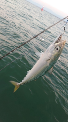 サバの釣果