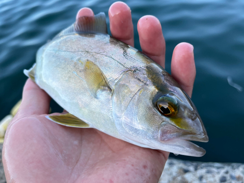 シオの釣果