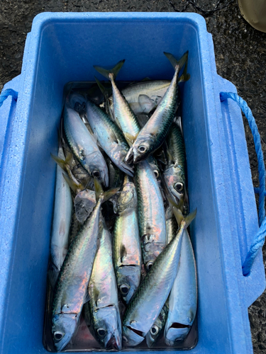 サバの釣果