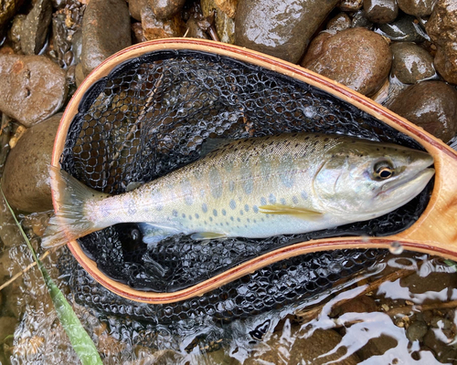 ヤマメの釣果