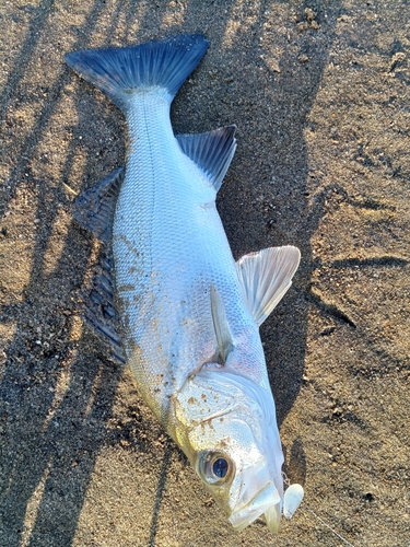 スズキの釣果