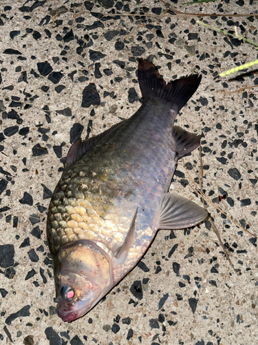 ヘラブナの釣果