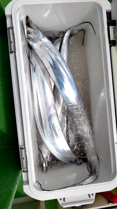 タチウオの釣果