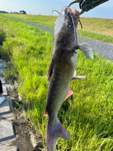 アメリカナマズの釣果