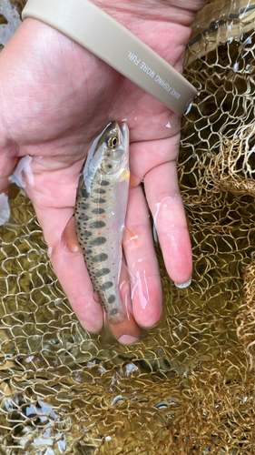 アマゴの釣果