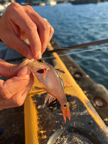 ネンブツダイの釣果