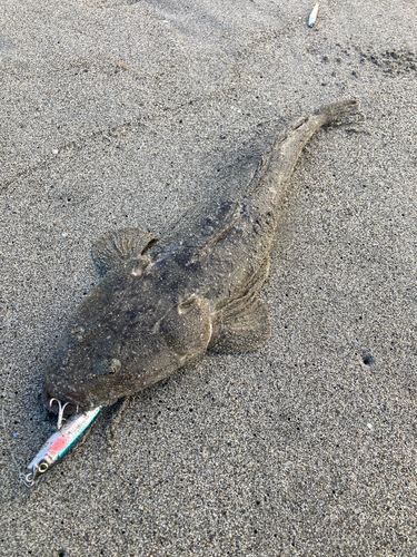 マゴチの釣果