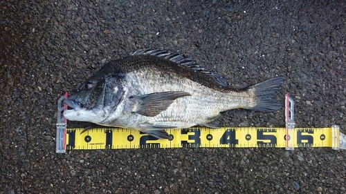 クロダイの釣果