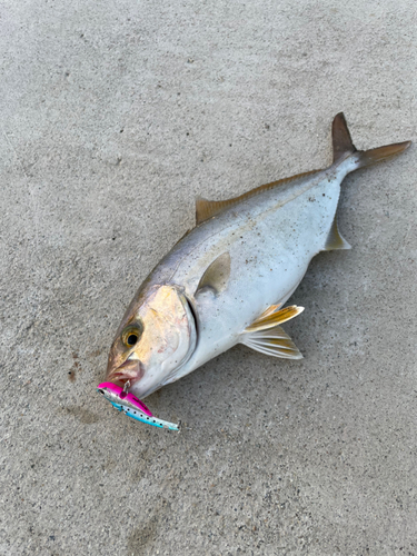 ショゴの釣果