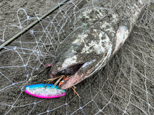 サケの釣果