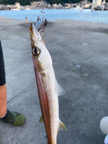 アカカマスの釣果