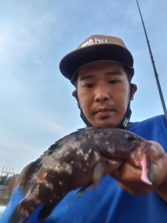 アコウの釣果