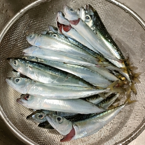 サバの釣果