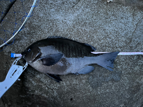 メジナの釣果