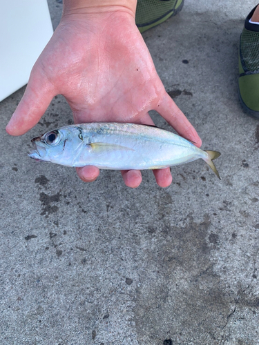 アオアジの釣果