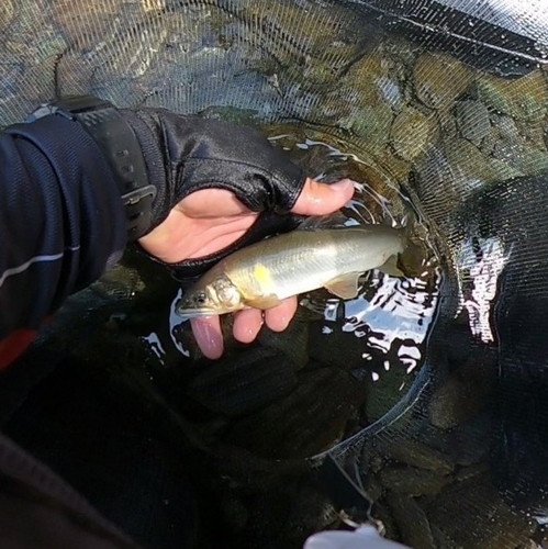 アユの釣果