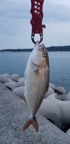 ネリゴの釣果