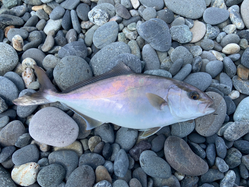 ショゴの釣果