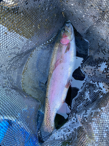 ニジマスの釣果